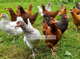 Point of Lay Hens - lots to choose from - hybrid layers including coloured eggs