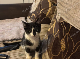 Selling my loving cat