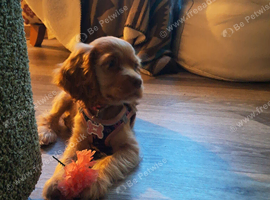 Puppy cocker spaniel