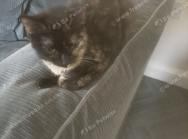 Cats for sale