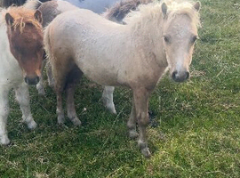 Registered miniature Shetland filly