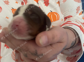 Beautiful cocker spaniles for sale