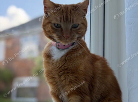 Beautiful Female 2 year old