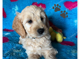 VET CHECKED STUNNING F1 MINIATURE GOLDENDOODLES