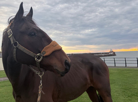 Gorgeous bay looking for loan