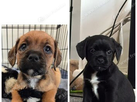 2 girls still looking for their forever homes