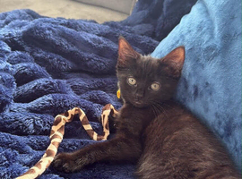 Kitten