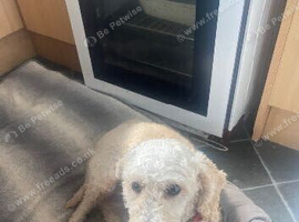 beautiful female poodle