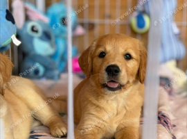 Kc golden retriever puppies