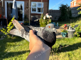 Male pigeon