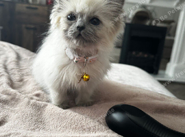 Ragdoll kitten for rehoming
