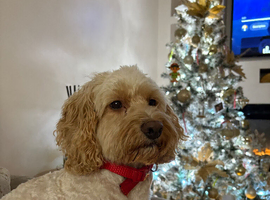 Cockapoo stud