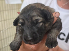 10 German shepherd puppies