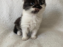Ragdoll x Russian Blue babies