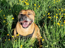 WANTED - Red Staffordshire bull terrier