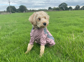 Hiya I am looking for a female schnoodle to be a companion for my other schnoodle