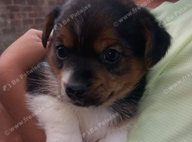 Jack Russell x yorkies