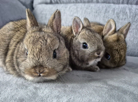 3 beautiful  netherland  dwarfs fawn