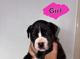 Cane corso x puppies