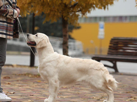 KC registered golden retriever puppies