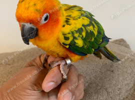 Super tame baby sun conure