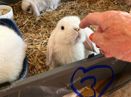 Mini lops pure bred mixed sex