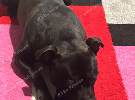 Male staffie