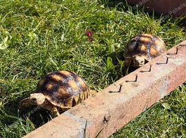 Sulcata Tortoise