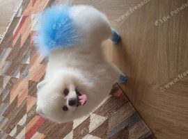 Beautiful white toy pomeranian