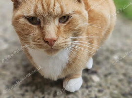 Cats rehoming