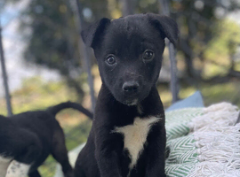 Beautiful Collie x Labrador