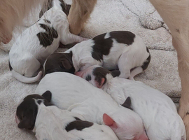 Springer spaniel pups