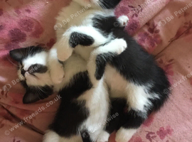 6 week old kittens nearly ready for forever homes.