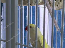 Baby Indian Ringneck parrot