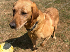 Kc fox red labrador retriever
