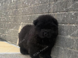 REDUCED  5 KC REGISTERED CHOW CHOW PUPPIES &ndash; CARDIFF