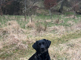 KC Registered Black Labrador Puppies