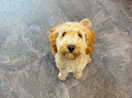 Cockapoo in need of a forever home