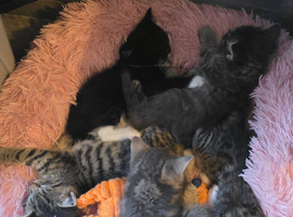 3 kittens