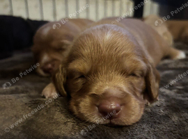 Cockapoo