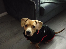 French bulldog and a Frenchie x 2x female