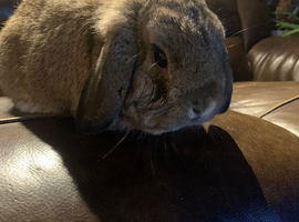 10 month mini lop