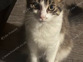 Kitten needs a new home