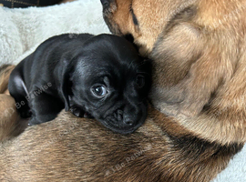 Puppy
