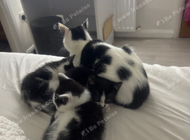 kittens ready to go asap
