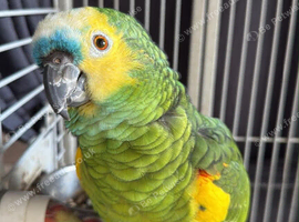7 year old blue fronted Amazon male