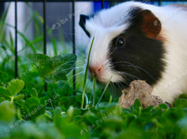 Female guinea pig