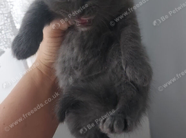 Kittens