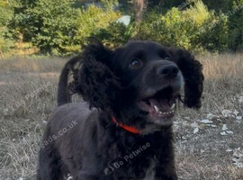 Male cocker spaniel