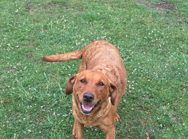 Fox Red Labrador Girl Wanting Family Home Only